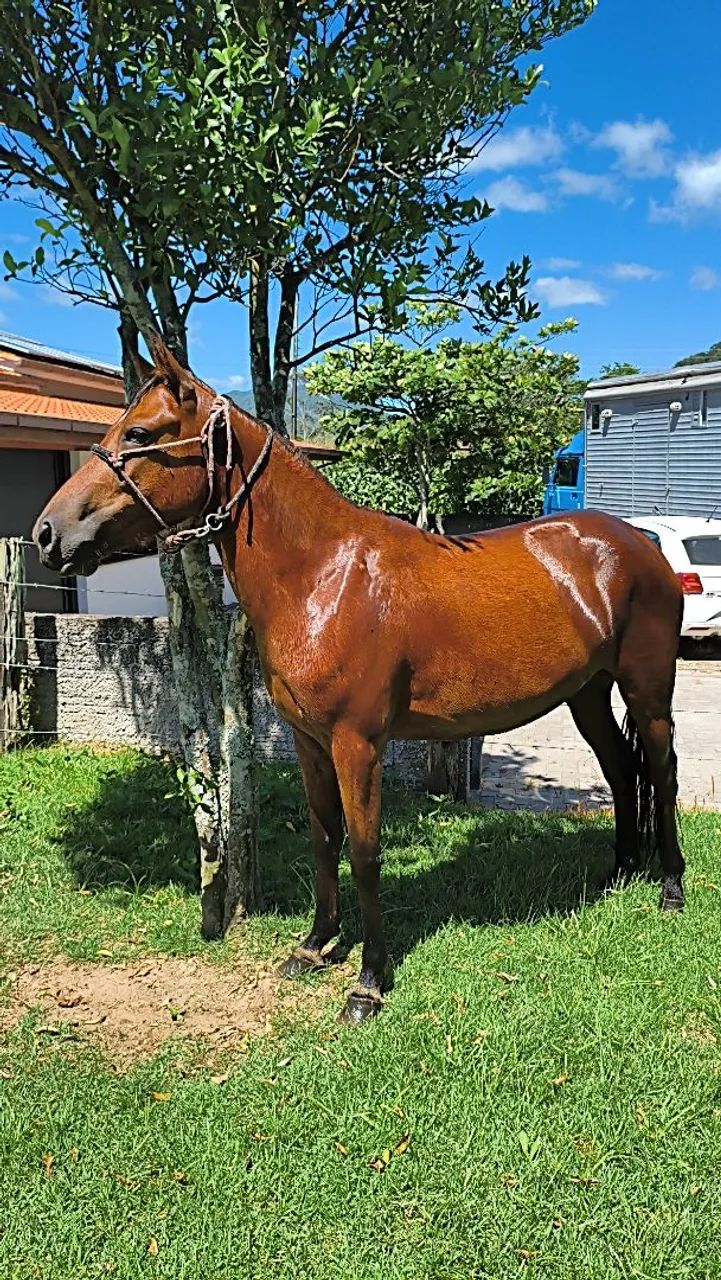 POTRA de marcha Picada 