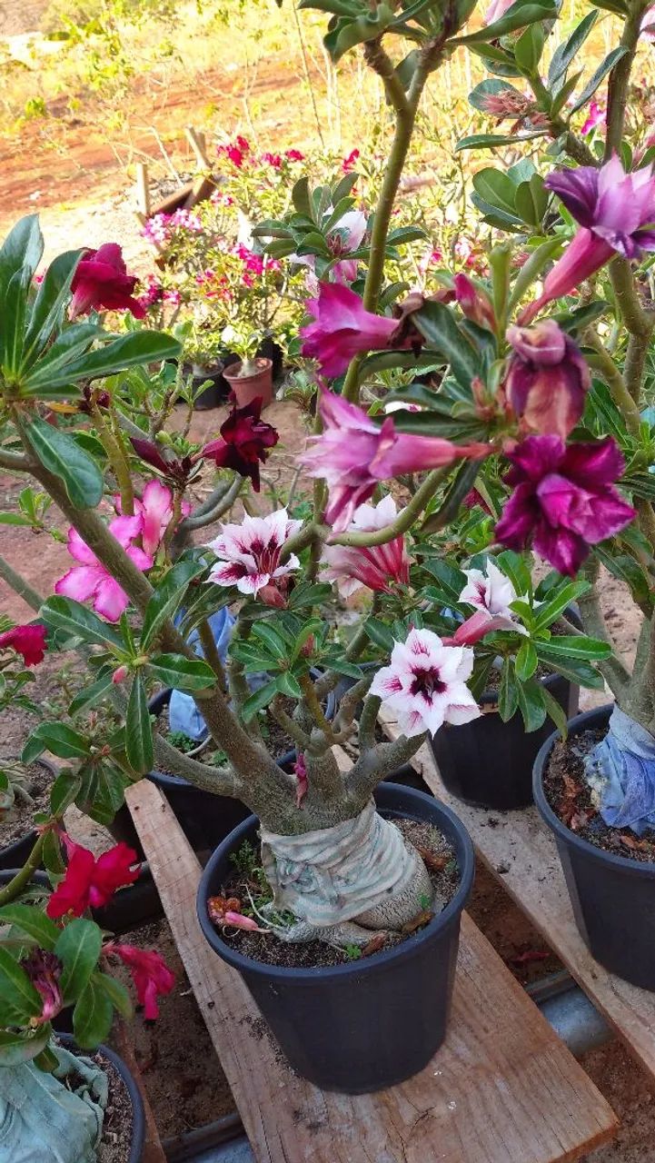 Desert roses63824580877441121