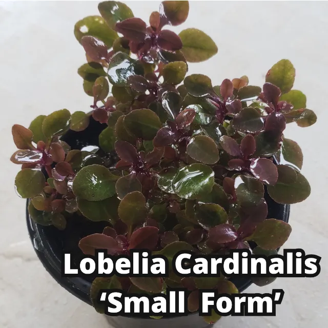 Lobelia Cardinalis Small Form Planta Vermelha Nano Aquario Plantado