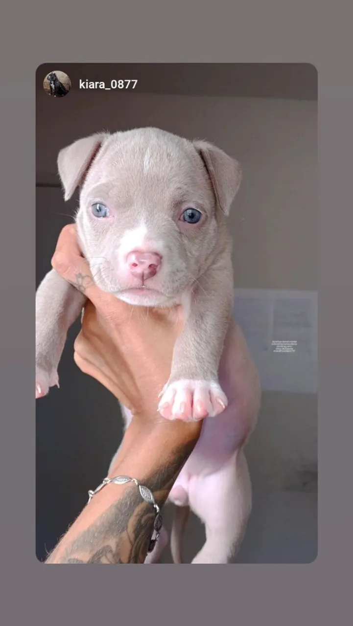 American Bully Standard R$ 1.500,00, aceitamos negociação.
