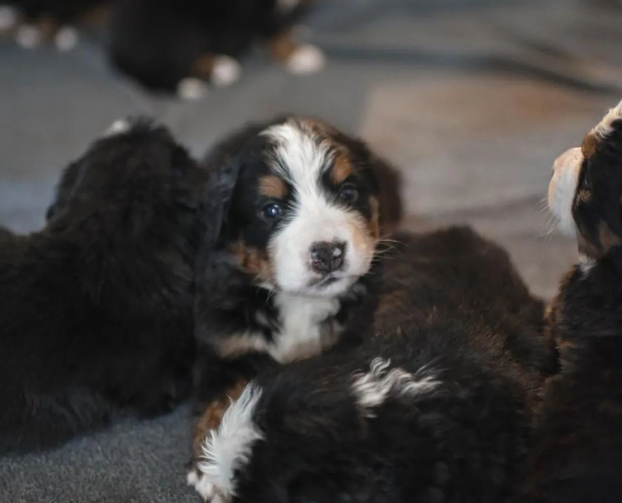 Bernese, porte grande e personalidade calma.