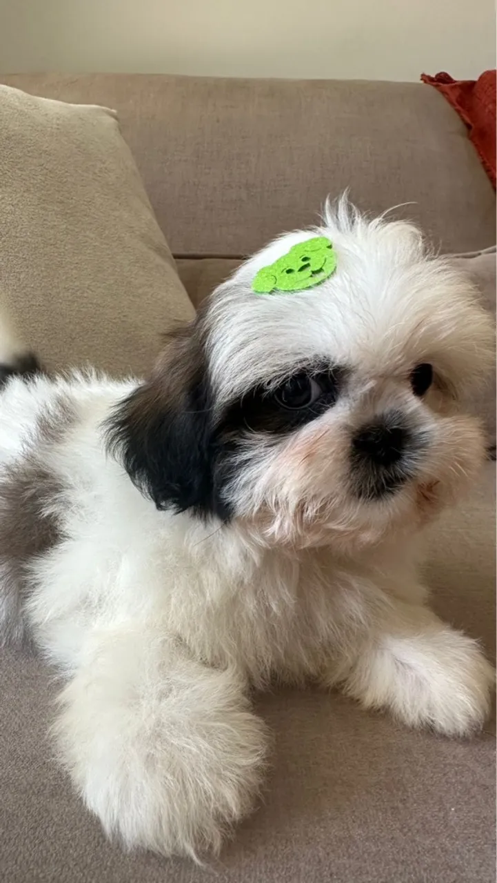 Filhote Shih Tzu lindo e dócil