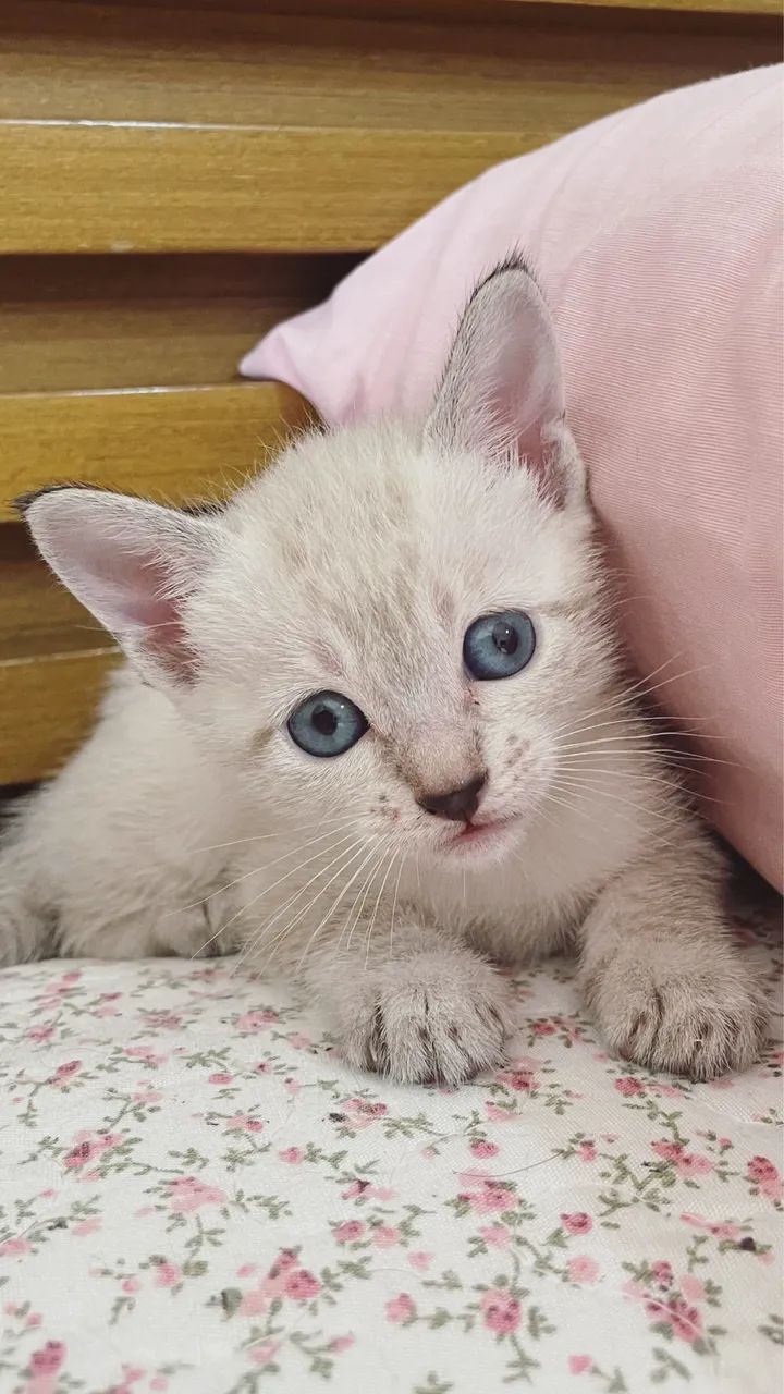 Doação responsável  - Foto 3