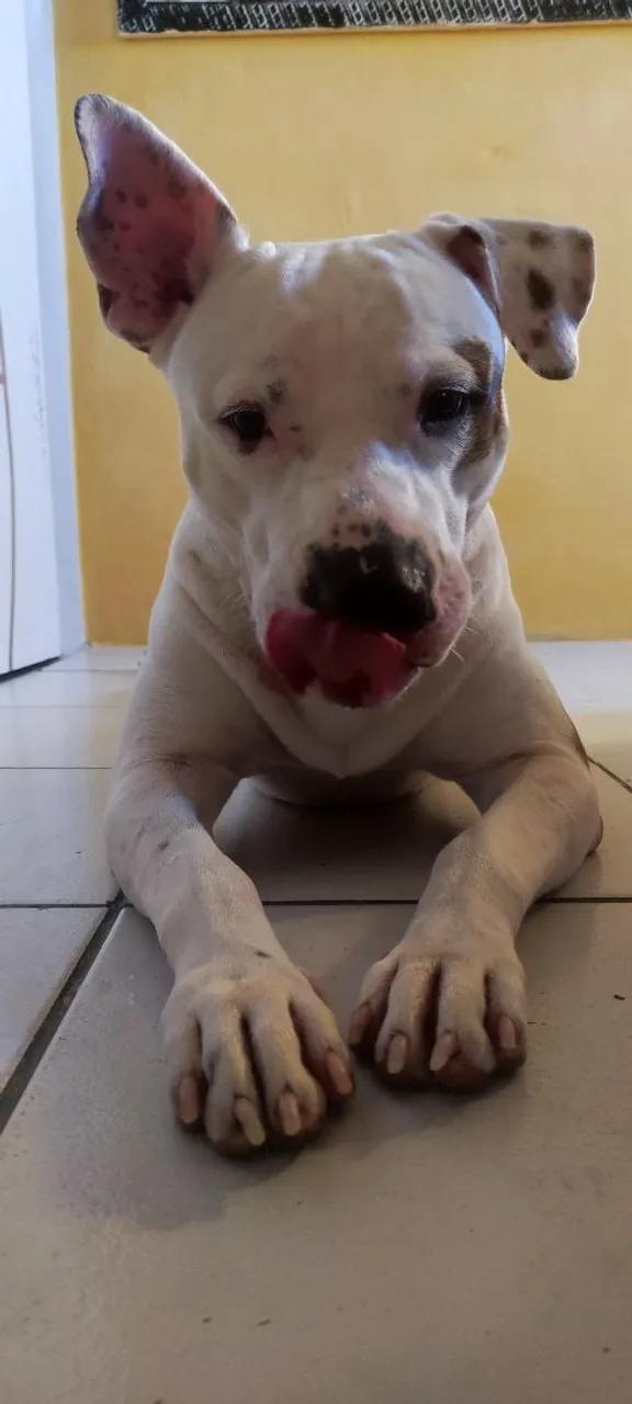 Pitbull adorável para adoção