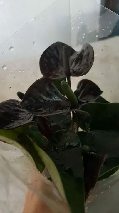 Antúrios Vermelhos Lindos - Foto 3