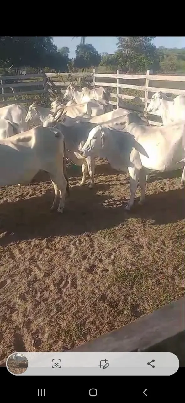 Vacas a venda 260@