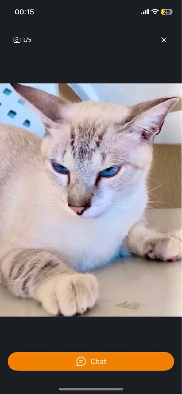 Gato Siamês disponível para adoção