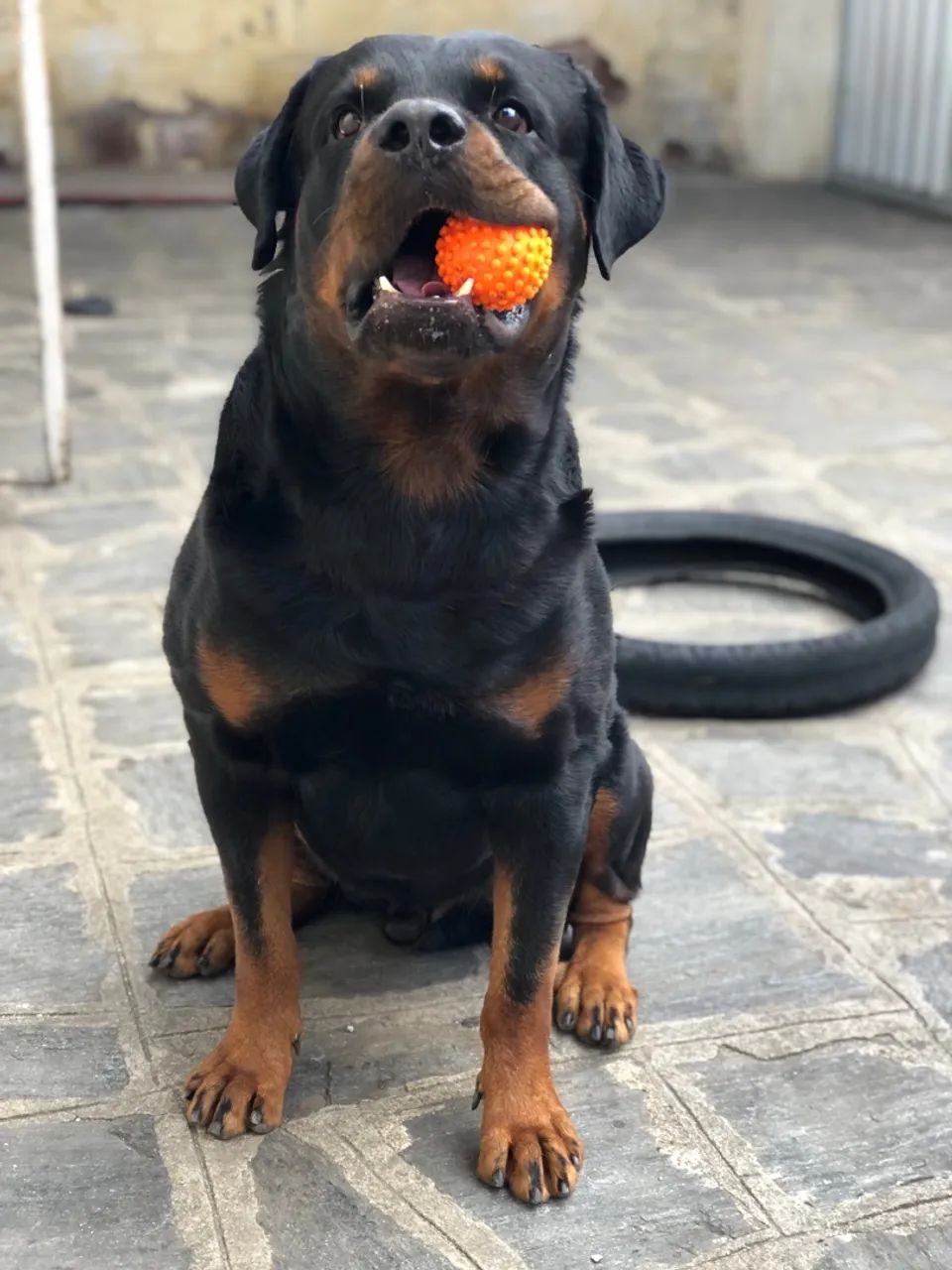 Rottweiler à procura de uma fêmea - Cachorros - Monte Santo, Campina ...