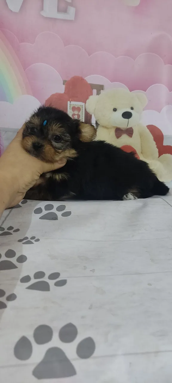 Yorkshire Terrier mini