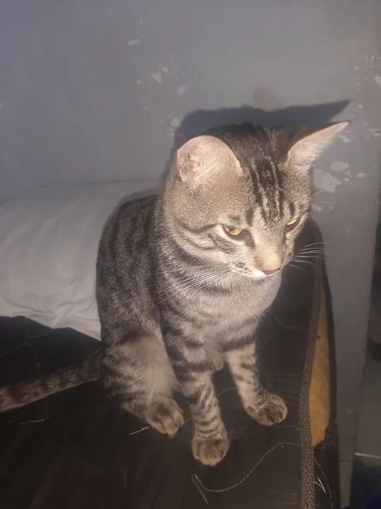 Doação de gato  - Foto 4