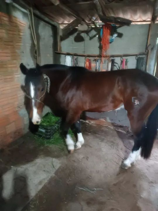 Cavalo Crioulo  - Foto 3