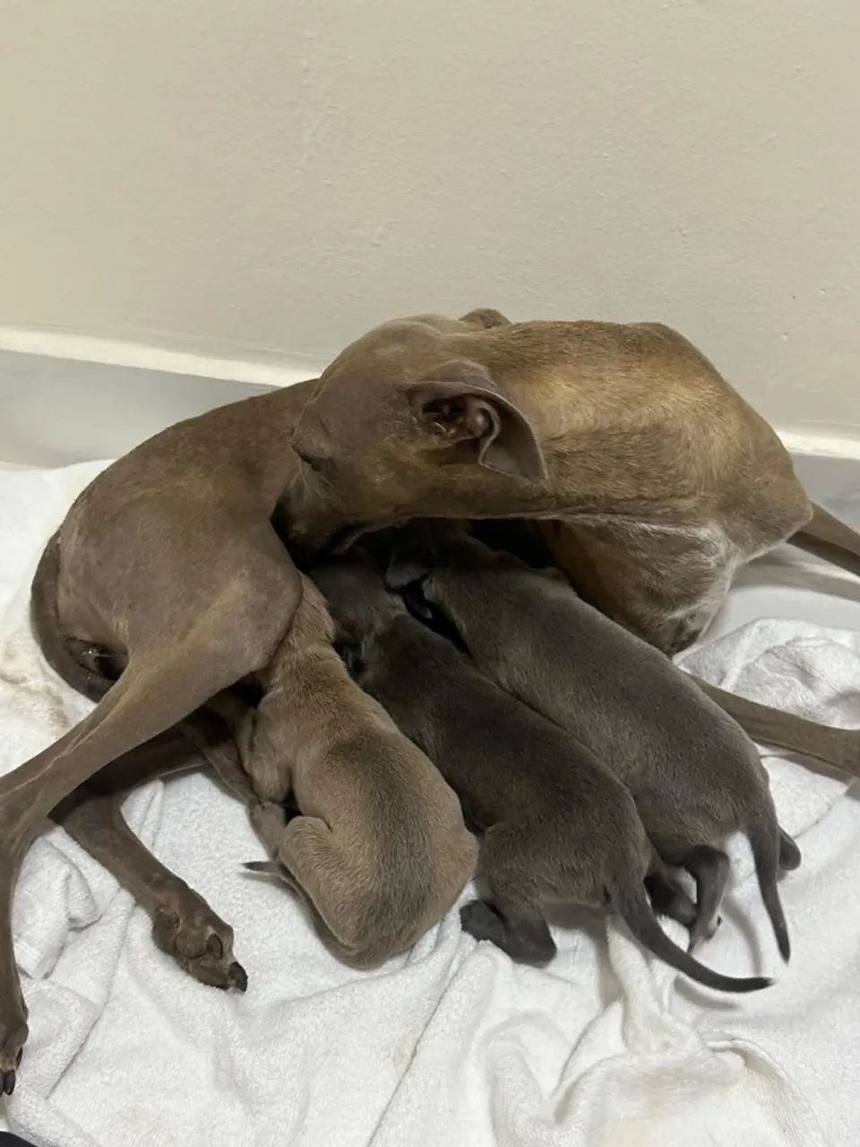 Pequeno Lebrel fêmea cinza(azul)Italiano  Galgo Italiano Italian Greyhound   - Foto 2