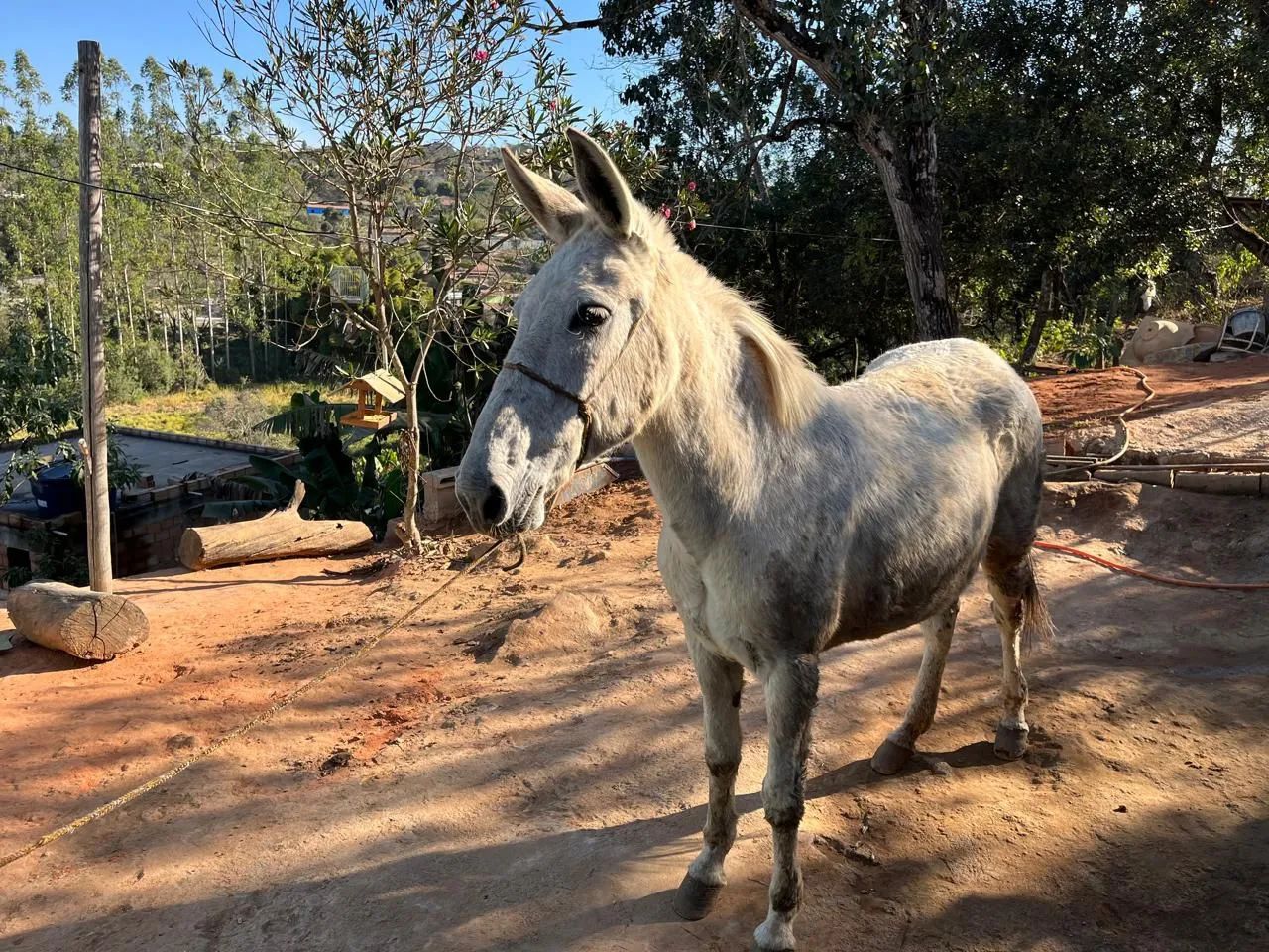 Vendo mula marcha picada  - Foto 2