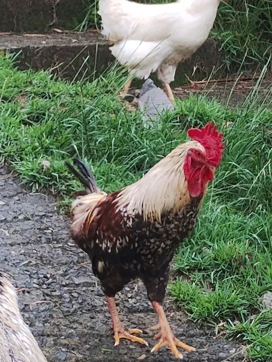 Galo lindo e saudável para venda