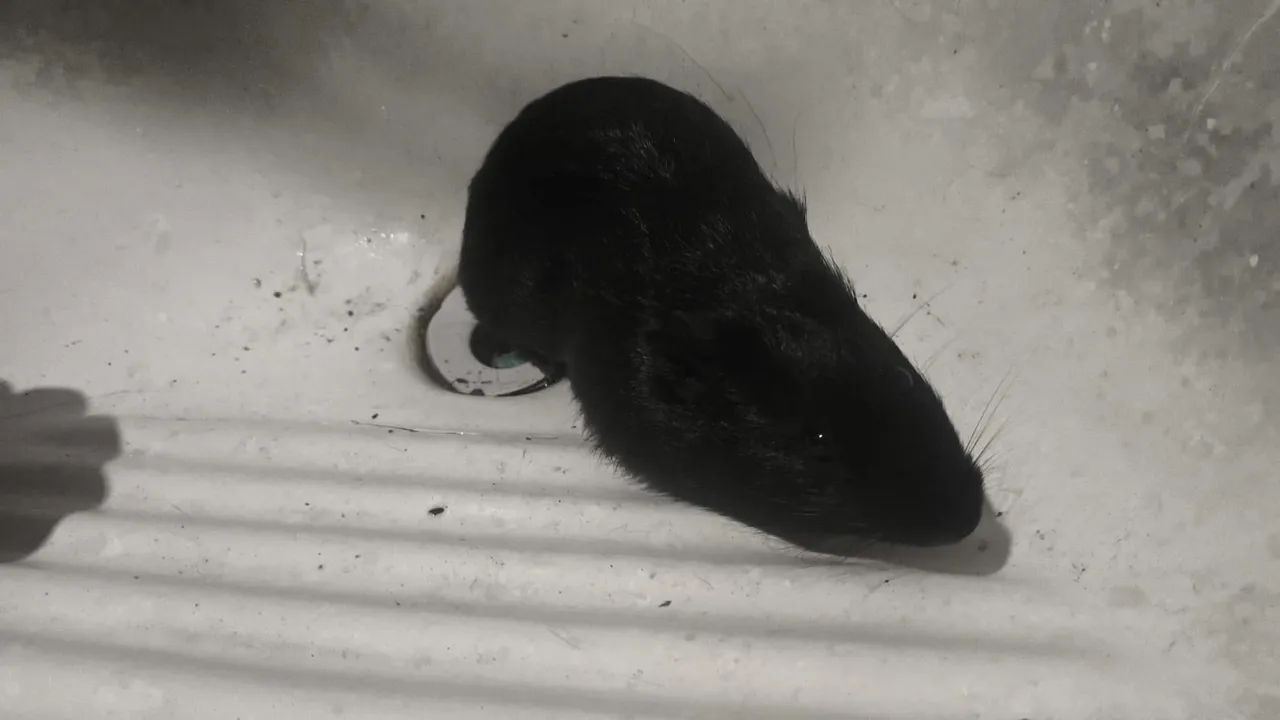 Porquinho da índia  - Foto 3