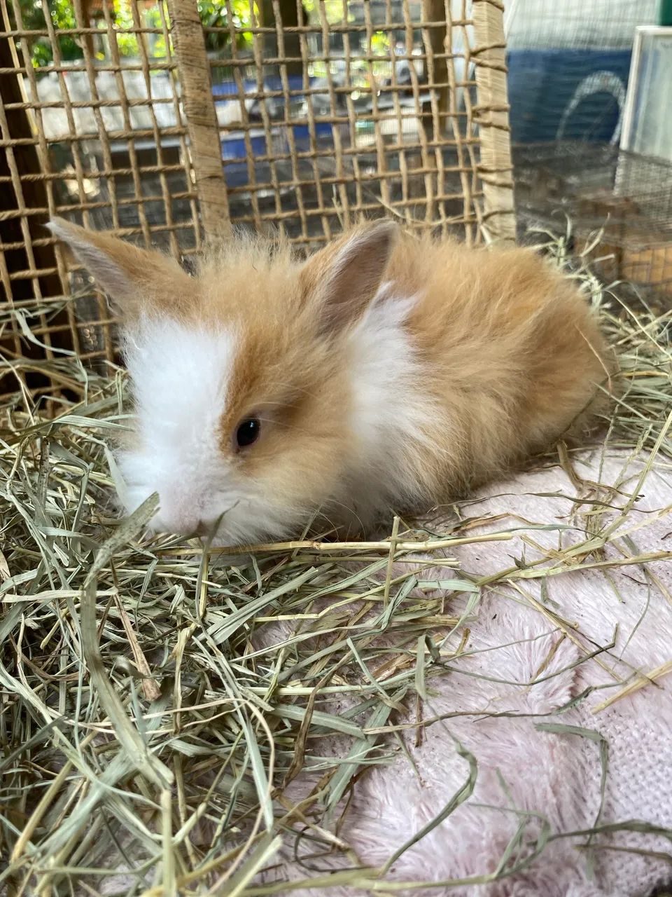 Mini Lion Head Filhote 