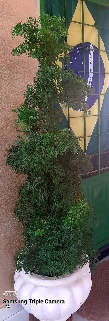 Arvore da Felicidade no vaso de cimento. - Foto 2