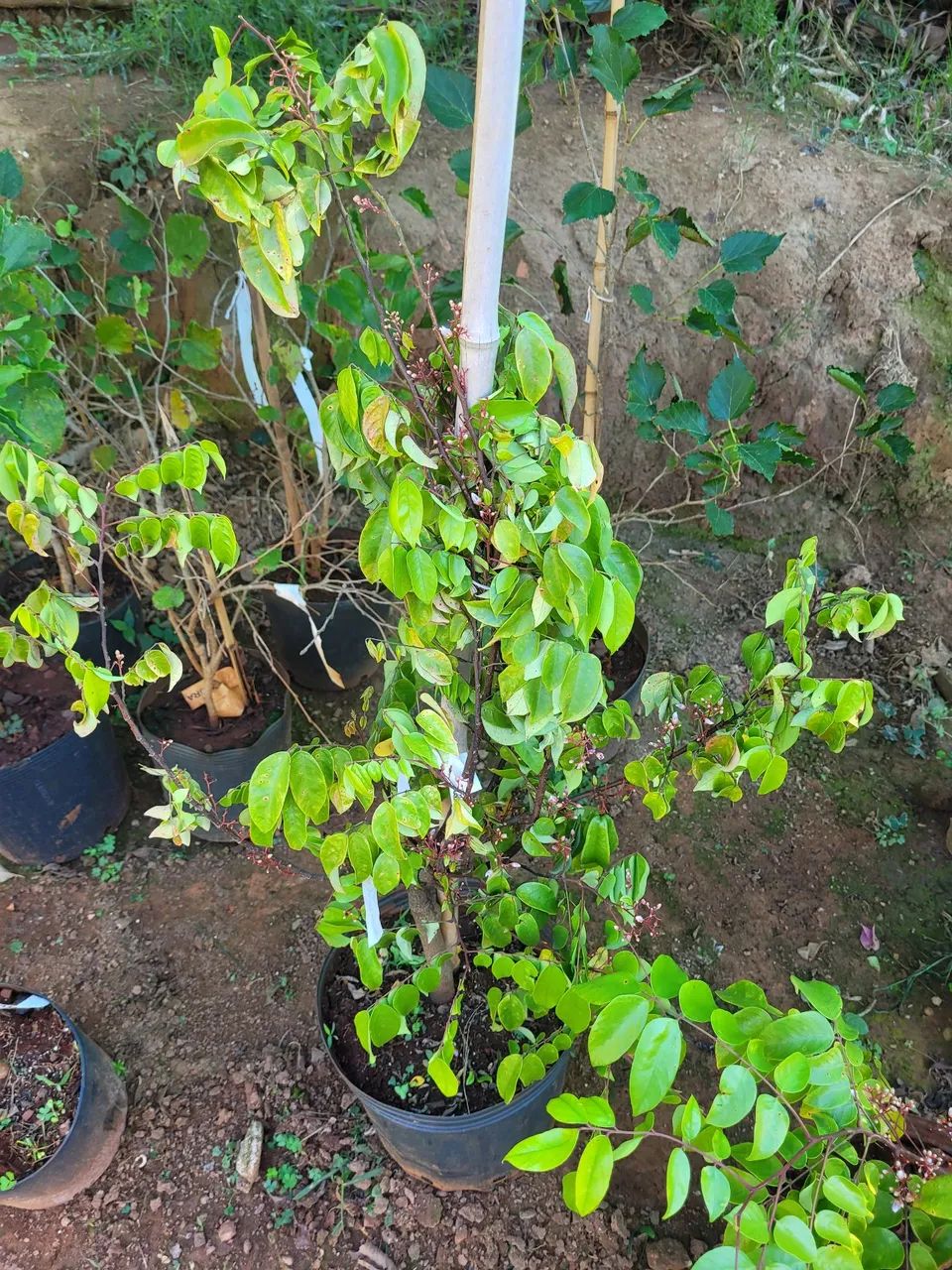 Muda de planta frutífera - Foto 4