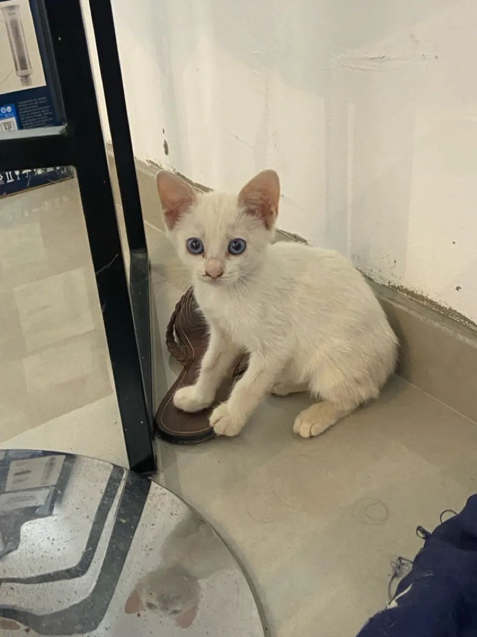 Gatinha - Foto 2