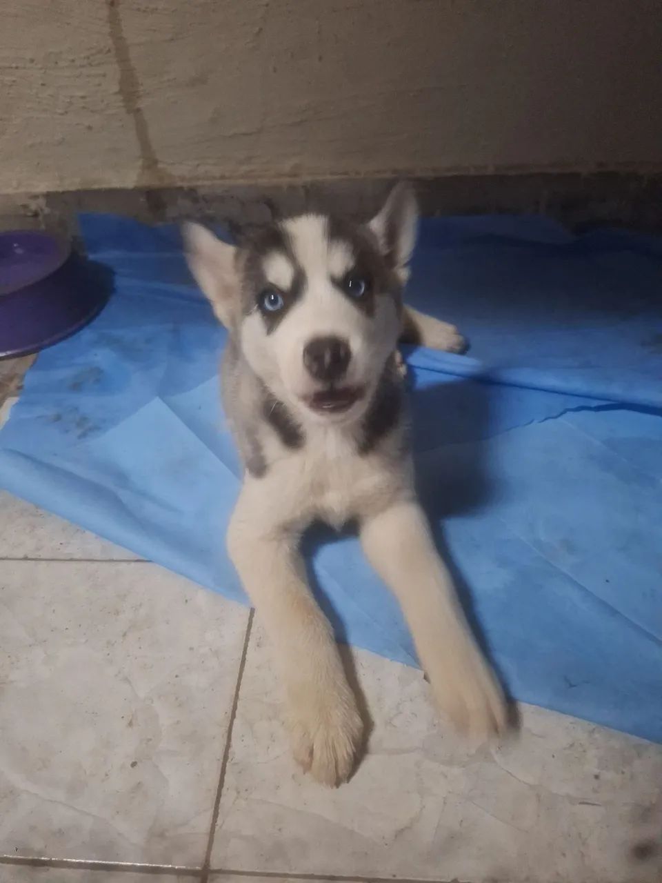 Femea husky $2.000 - Foto 2