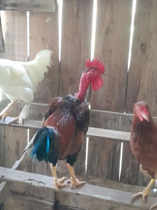 Galos caipiras - Foto 2