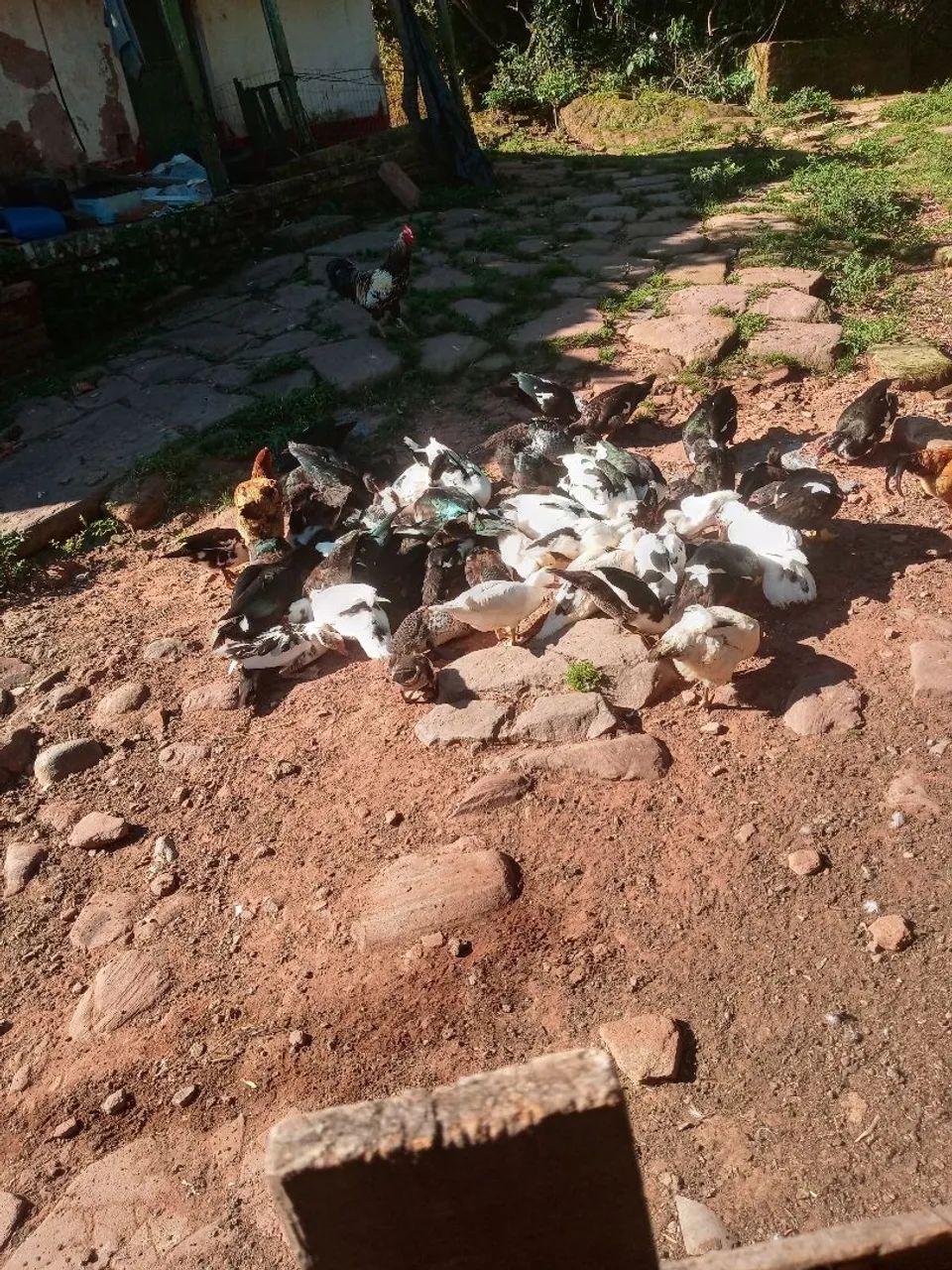 Patos  para venda - Foto 2