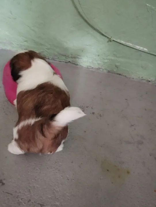 Última fêmea de Shitzu   - Foto 5