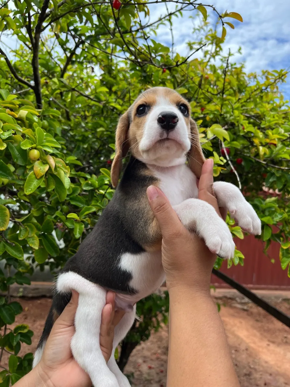 Filhotes de beagles com pedigree 