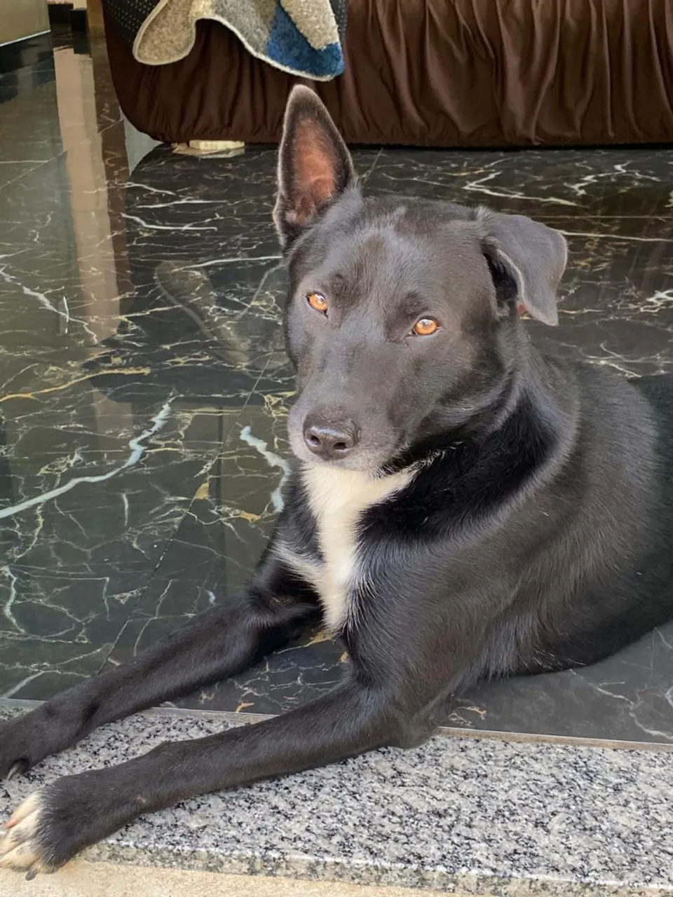 Cachorro porte grande, sem raça definida!