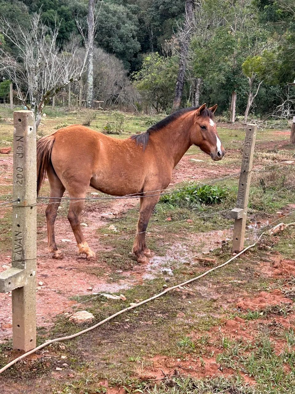 Vendo égua crioula - Foto 2