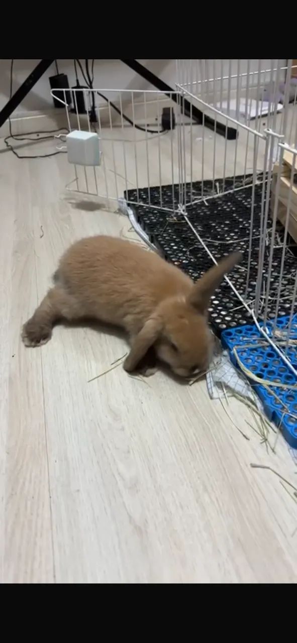 Coelhos filhotes - Foto 6