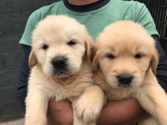 Golden retriever muito docil 
