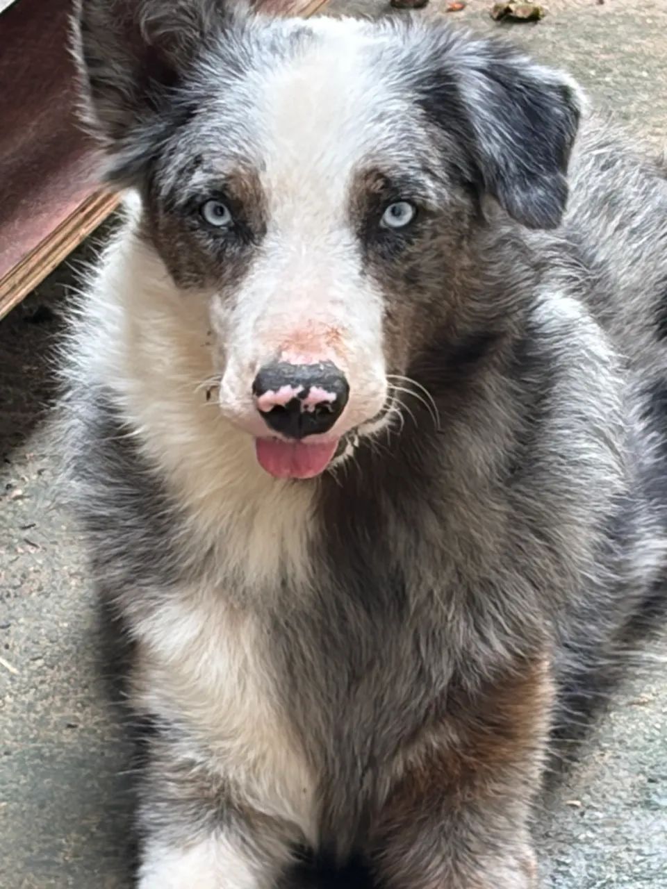 Filhote de Border collie ( fotos dos pais nas fotos) - Foto 4