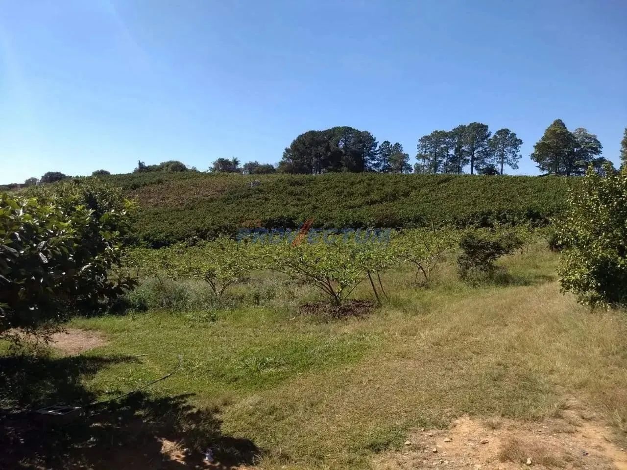 sítio - São Pedro - Valinhos - Foto 2