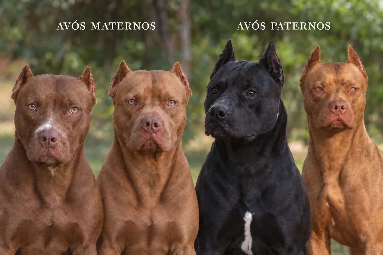 Pitbulls disponíveis  - Foto 3