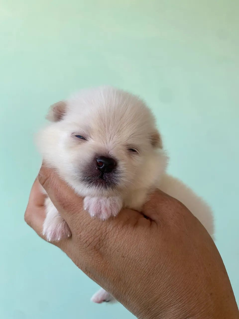 Spitz alemão com pedigree  - Foto 5