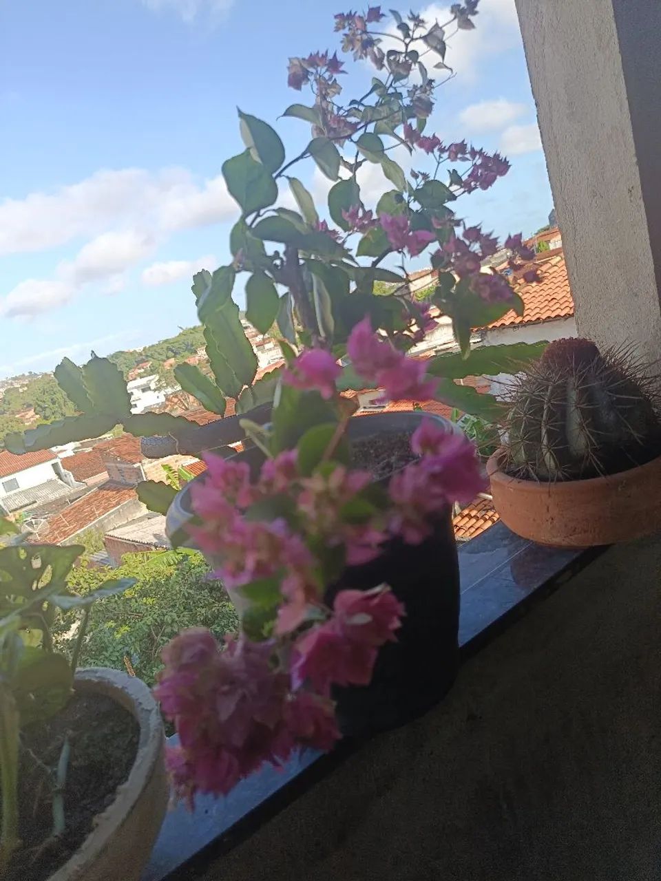 Mudas.de primavera - Foto 2