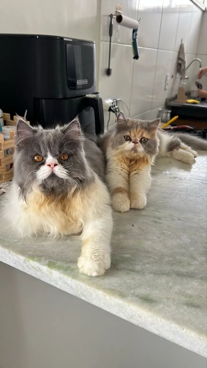 Gato persa  - Foto 3