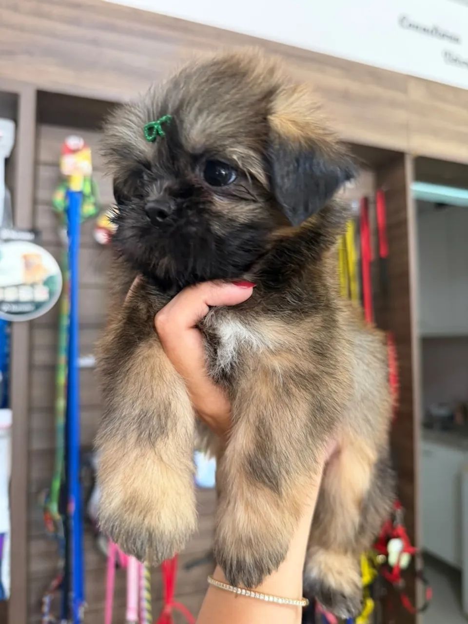 Shih tzu  - Foto 2