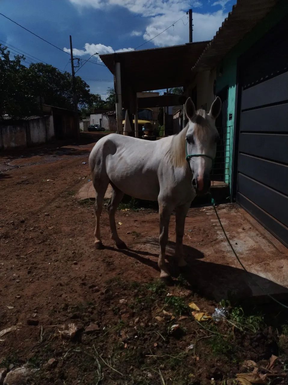 Égua mansa  - Foto 3