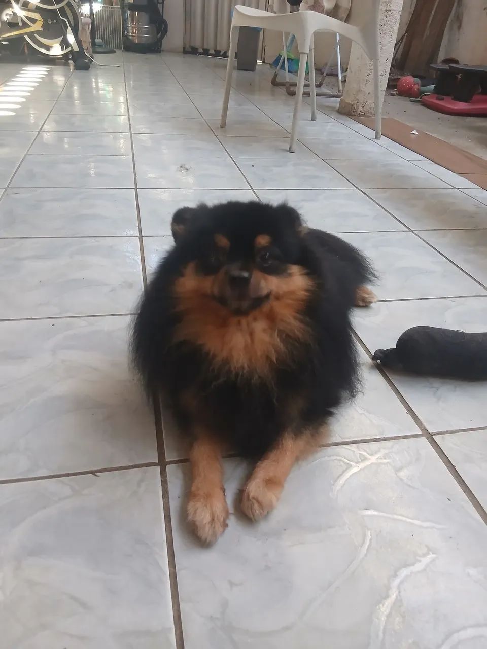 Spitz Alemao reprodutor