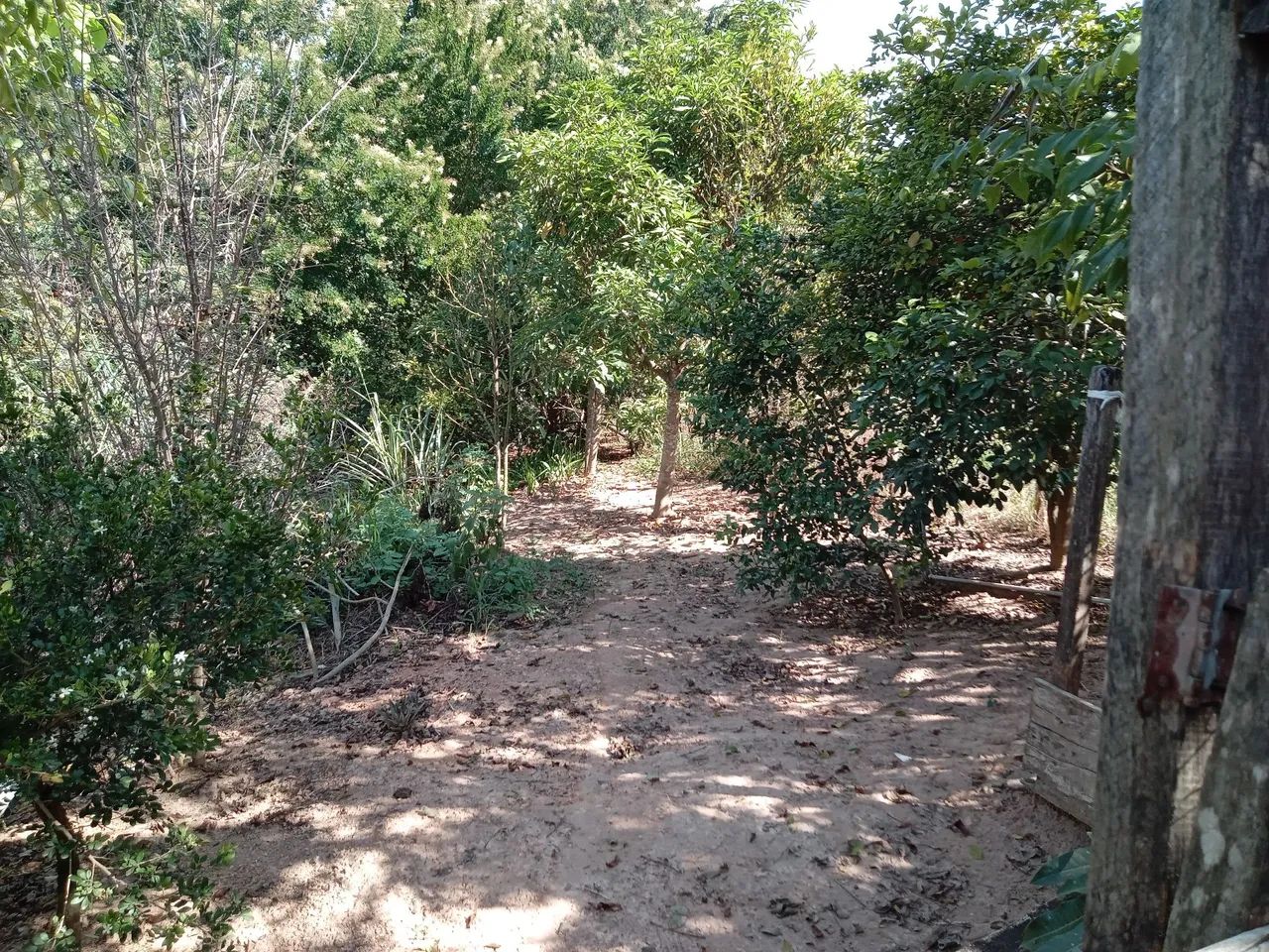 Foto - Limeira - 