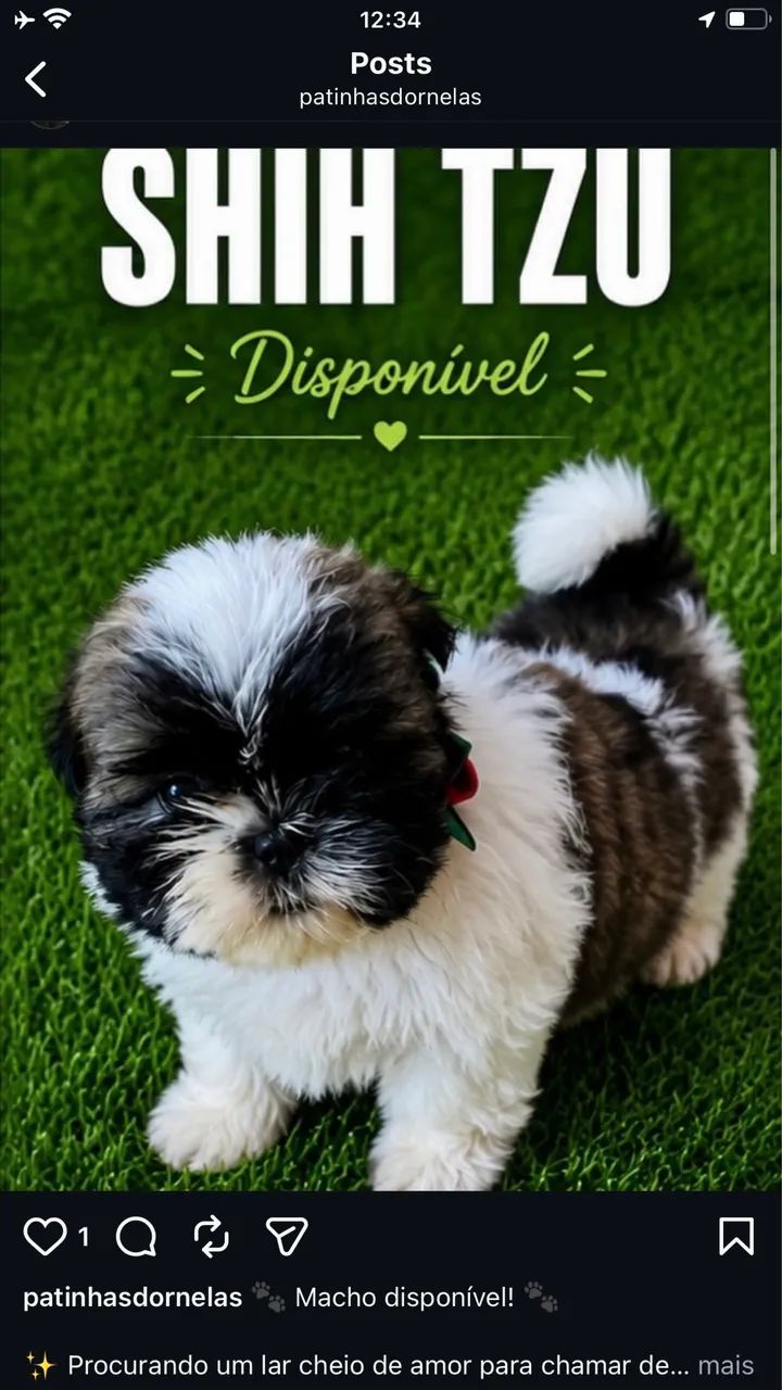 Shih Tzu - Foto 3