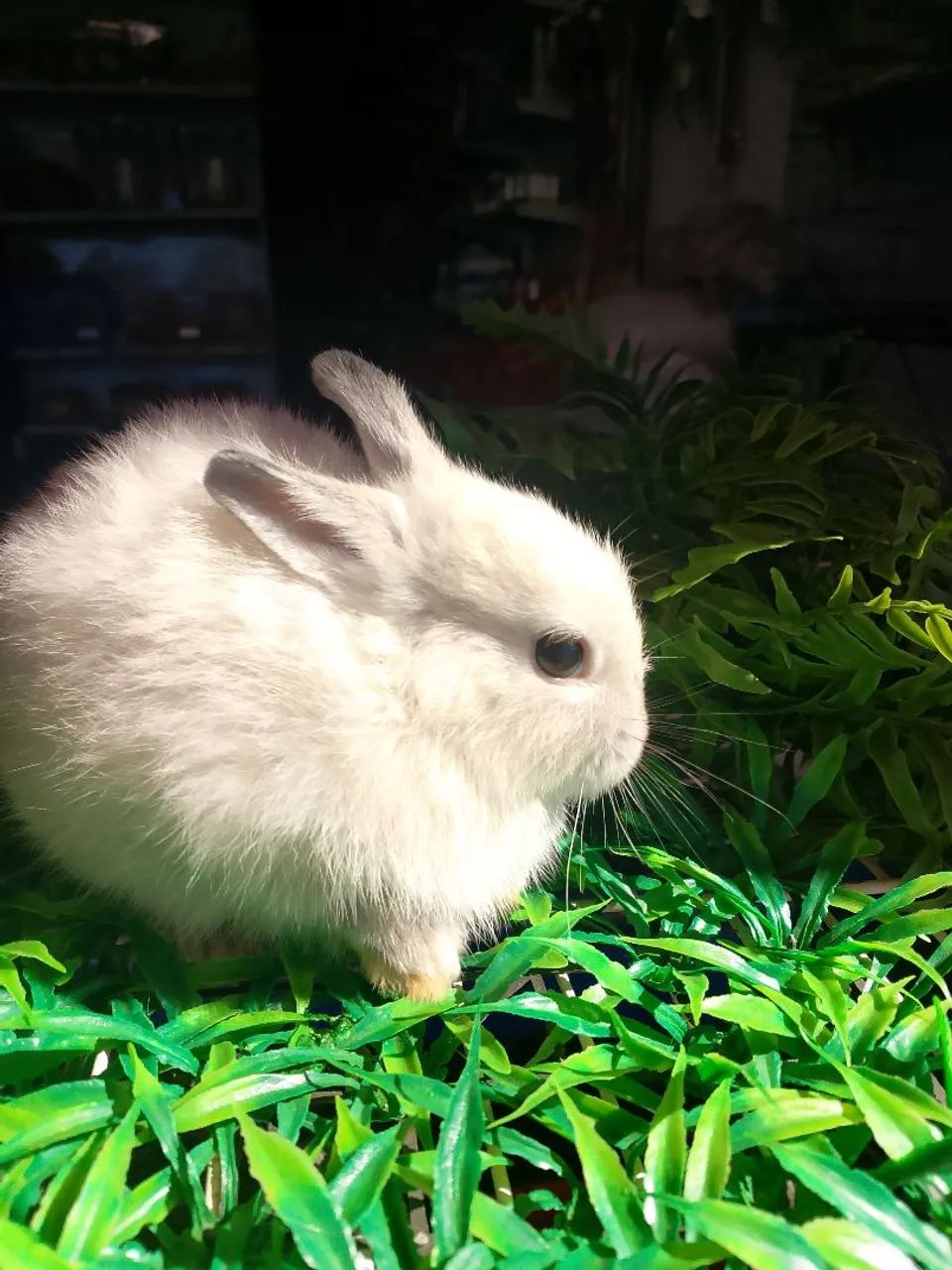 Mini coelho  - Foto 6
