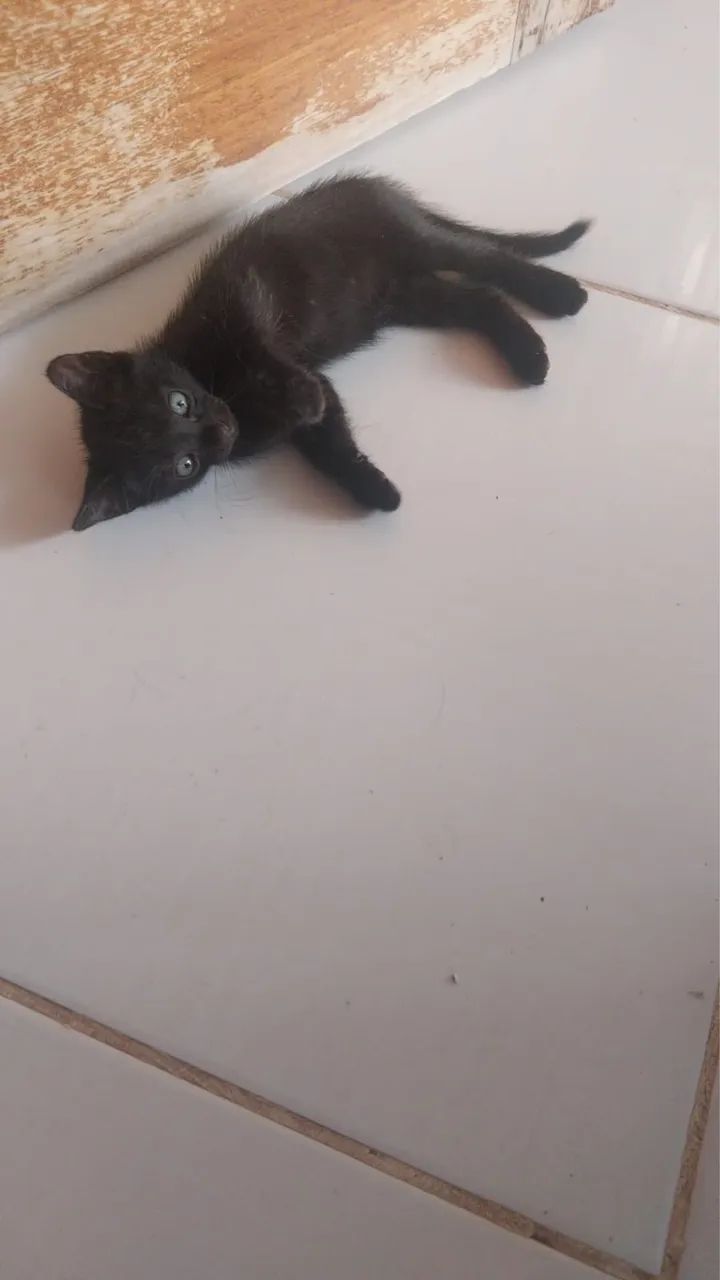 Estou doando esse gatos
