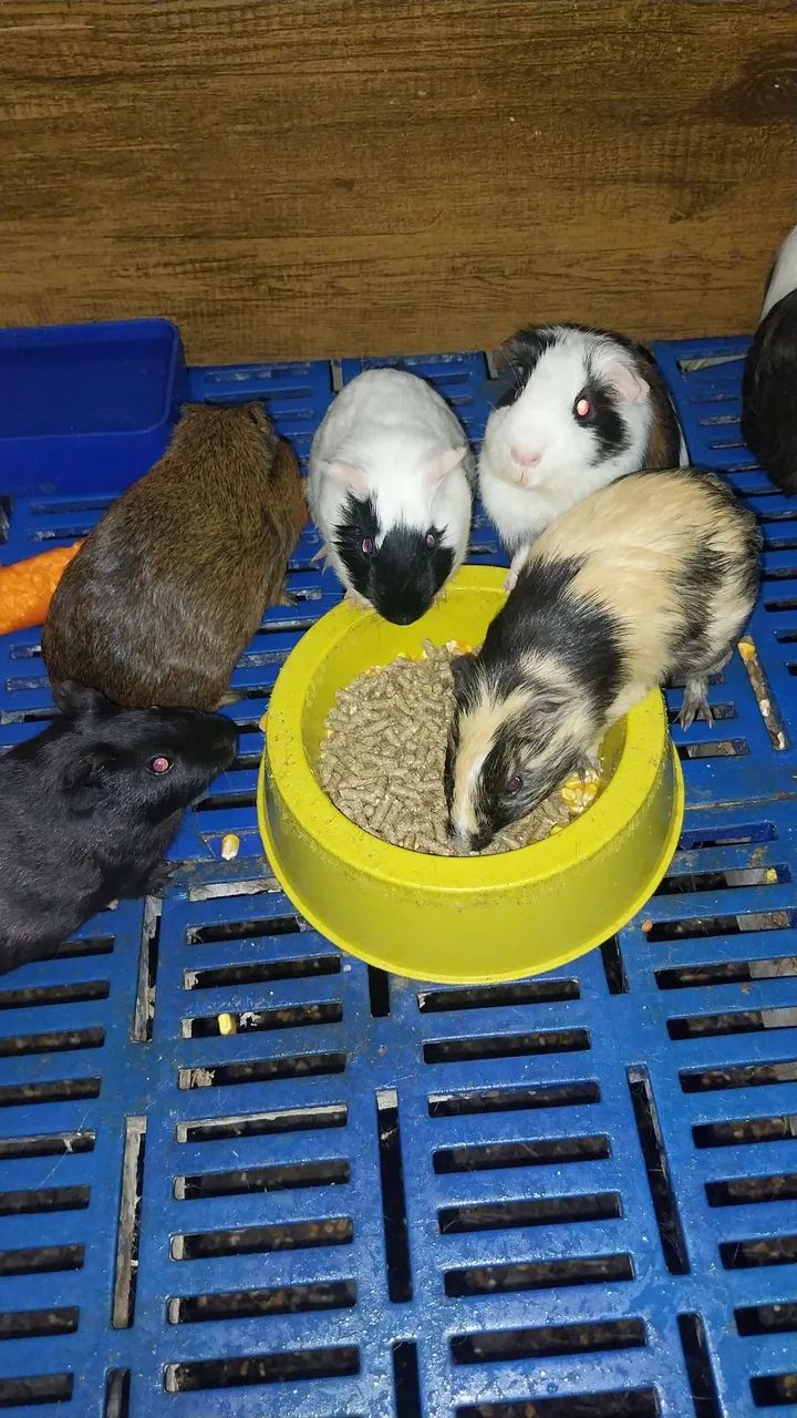 Porquinhos da Índia  - Foto 5