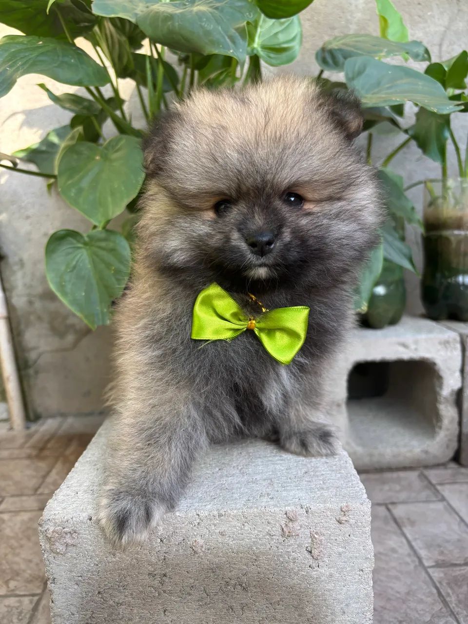 Cachorro 