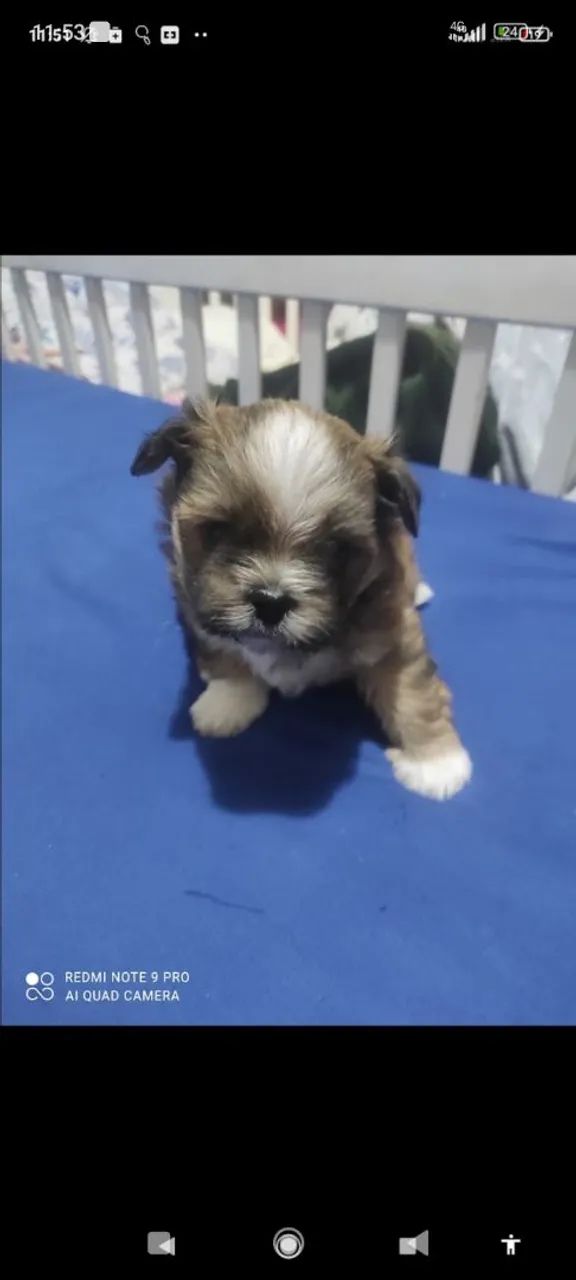 Filhotes Lhasa puro