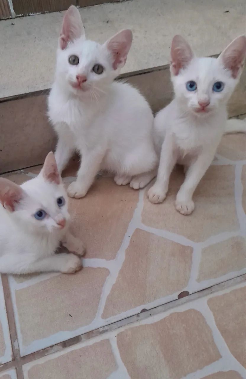Doação responsável de gatinhos ! - Foto 2