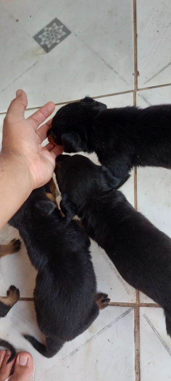 Filhotes de Rottweiler  - Foto 2